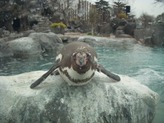 ペンギン