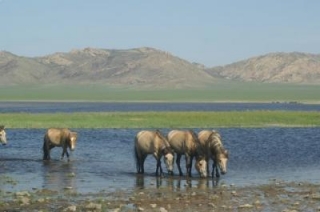 horse in summer