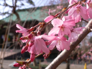 桜