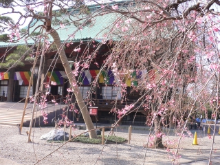 桜と護国寺