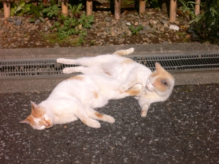 猫２匹 のコピー